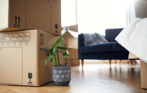 storage boxes and plant ready for house removal